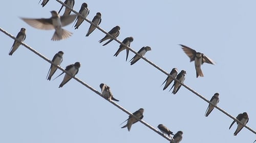 Swallows Resting and Flying on a Wire