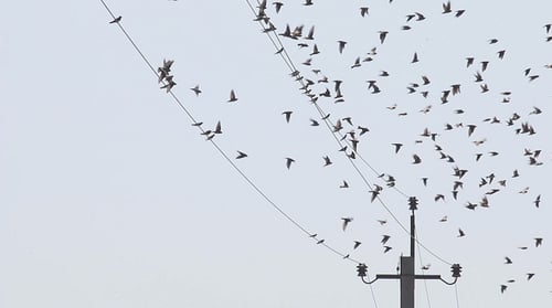 Birds Gathering on Electrical Wires Before Migration