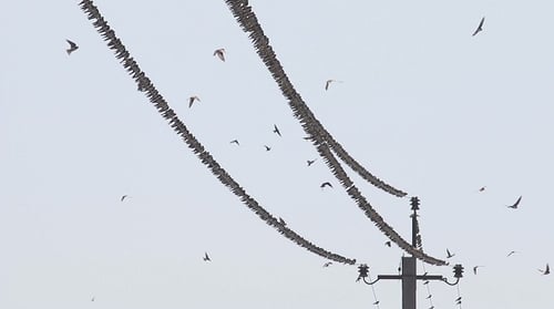 Swarm of Birds Perching on Power Lines