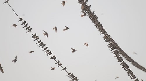 Flock of Birds on Power Lines in Sky