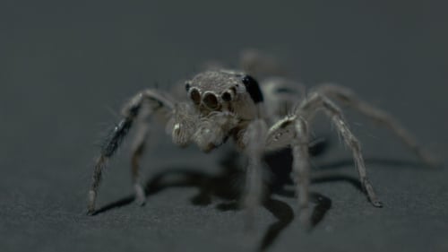 Araignée