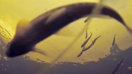Underwater Video of Fish in the River