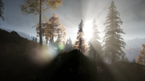 Sun Beams Through Trees
