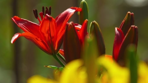Red And Yellow Lilies