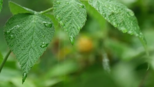 Sommer-Regen