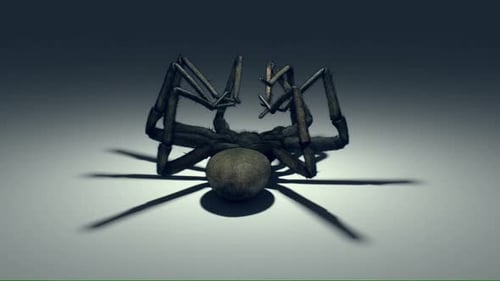 Realistic 3D Upside Down Spider Animation