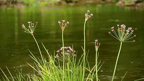 Wildflowers and Green Grass Beside Flowing River