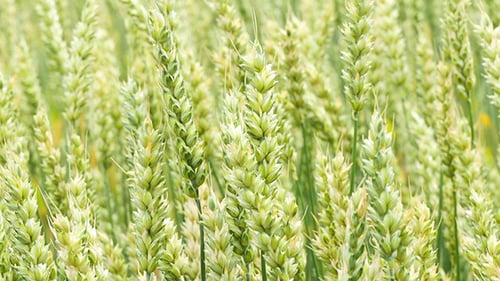 Green Wheat Field Background