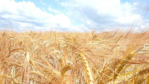 Wheat Field Against Blue Sky