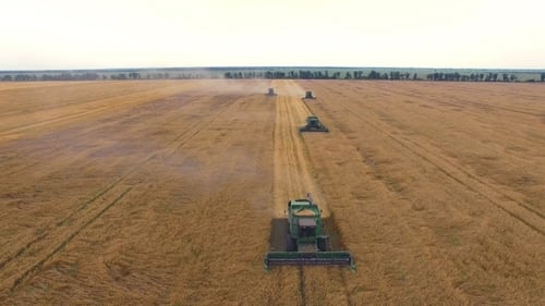 Wheat Harvesting