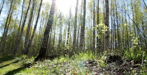 Sunny Birch Forest
