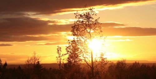 Scenic Golden Hour Sunrise Through the Trees