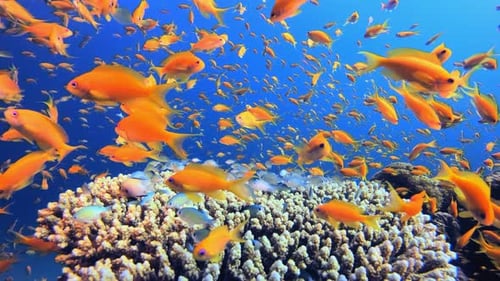 Vibrant Fish Swimming Near Beautiful Coral Reef