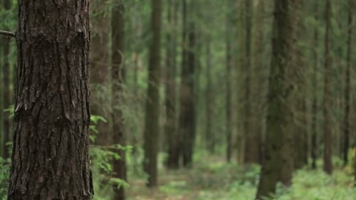 Forest With Fallen Trees