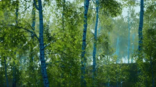 Birch Grove By a Sunny Day
