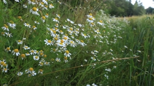 Camomile Field