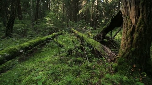 Forêt avec des arbres tombés