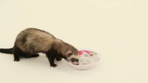 Two Ferrets Drinking Water Together from Floral Bowl