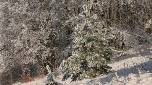 Woman Walking in a Winter Wonderland