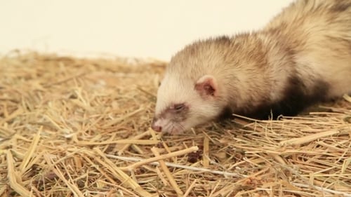 Adorable Ferret Eating Food in Bed of Straw