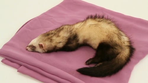 Alert Ferret Resting on Lilac Cloth