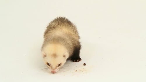 Tan Ferret Eats Food Indoors on White Surface