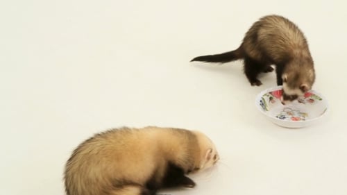 Two Ferrets Eating from Bowl Indoors