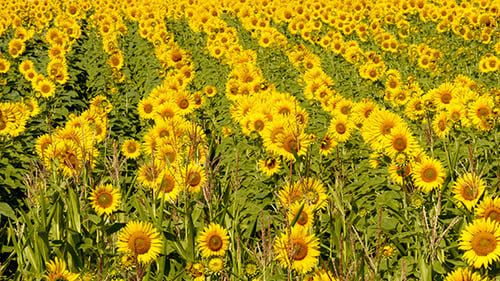 Beautiful Blooming Field Of Sunflowers