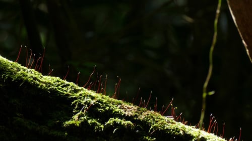 Moos-Wald