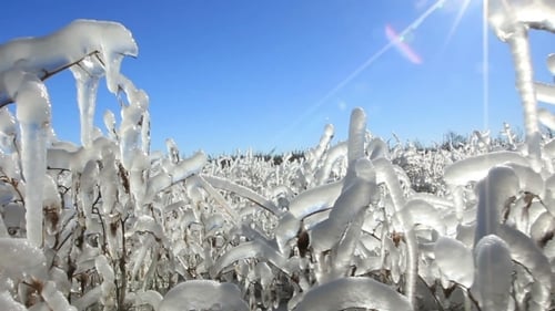 Frozen Plants Glisten in the Winter Sunlight