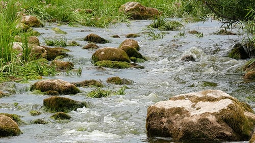 Landscape Of River With Stones And Plants