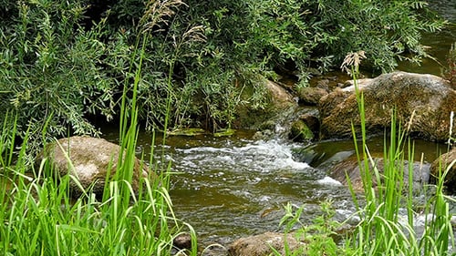 Landscape Of River With Stones And Reeds