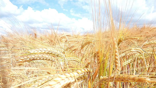 Wheat Field Against A Blue Sky