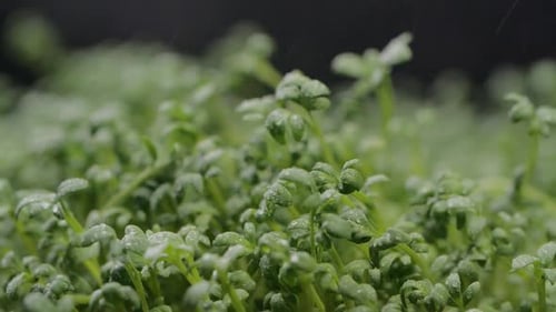 Close Up of Fresh Green Sprouts Being Watered