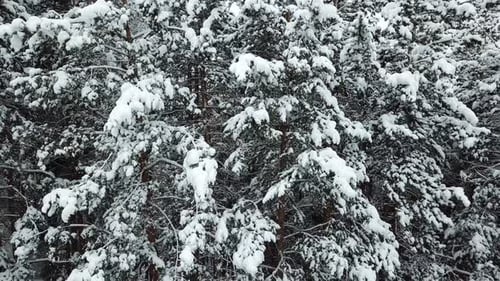 The winter forest in the mountains is covered with fresh snow, Snow falls in the forest