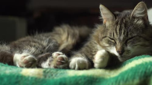 Tabby Cat Sleeping Peacefully on Green Blanket