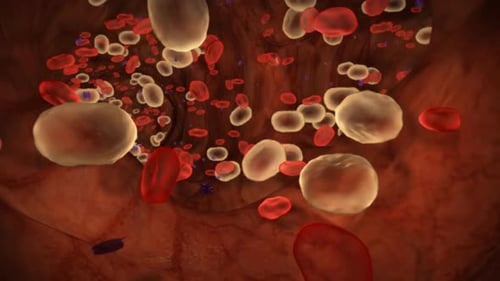 Animated Bloodstream Flow with Red and White Blood Cells and Viruses
