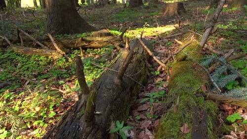 Nature of the Wild Forest, Fallen Trees Grow with Moss