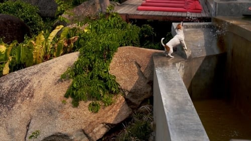 Netter Hund spielt mit Wasser