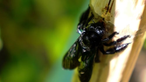 Black Carpenter Bee Eating Bamboo