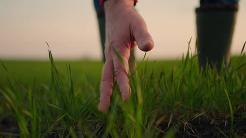 Senior Farmer Hand Touches Green Wheat Crop Germ Agriculture Industry