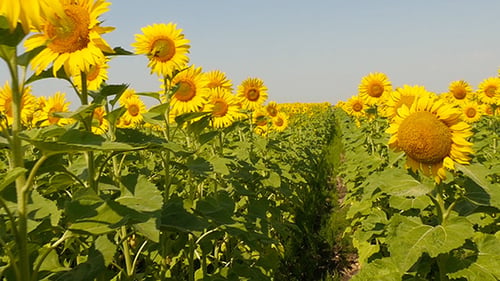 Beautiful Blooming Field Of Sunflowers