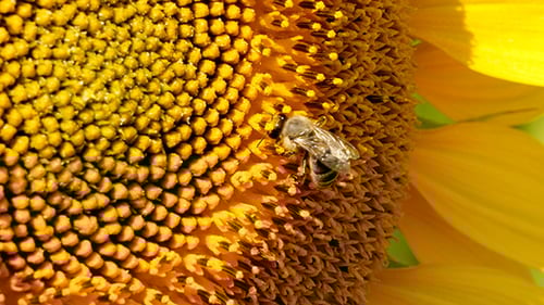 Bee Pollinating Bright Yellow Sunflower, Close-up