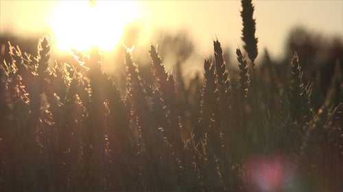 Wheat Field and Sunset 1