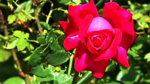 Red Rose Blooming in a Lush Garden
