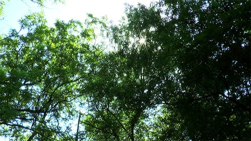 Sunlight Glimmering Through Green Forest Canopy