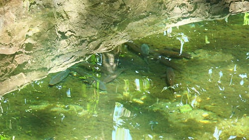 Fish in a Small Pool