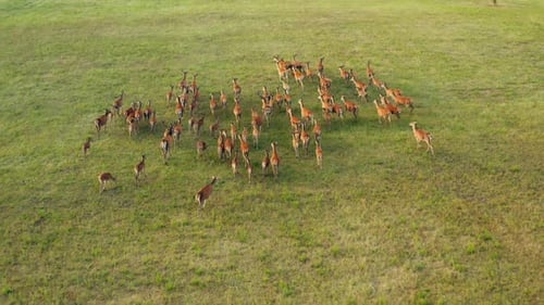 Deer Wild Animal Horse Nature Wildlife Green Roe Crowd Run