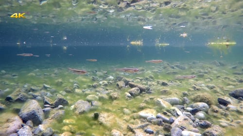 Fish Underwater in the Sea