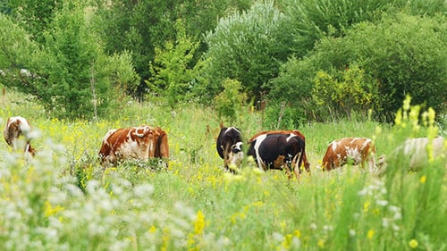 Cows Grazing On Green Meadow